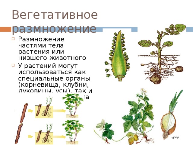 Вегетативное размножение растений примеры таблица. Размножаются вегетативно частями растения. Размножение частями вегетативных органов. Растения которые размножаются вегетативно виды. Вегетативное размножение высших растений.