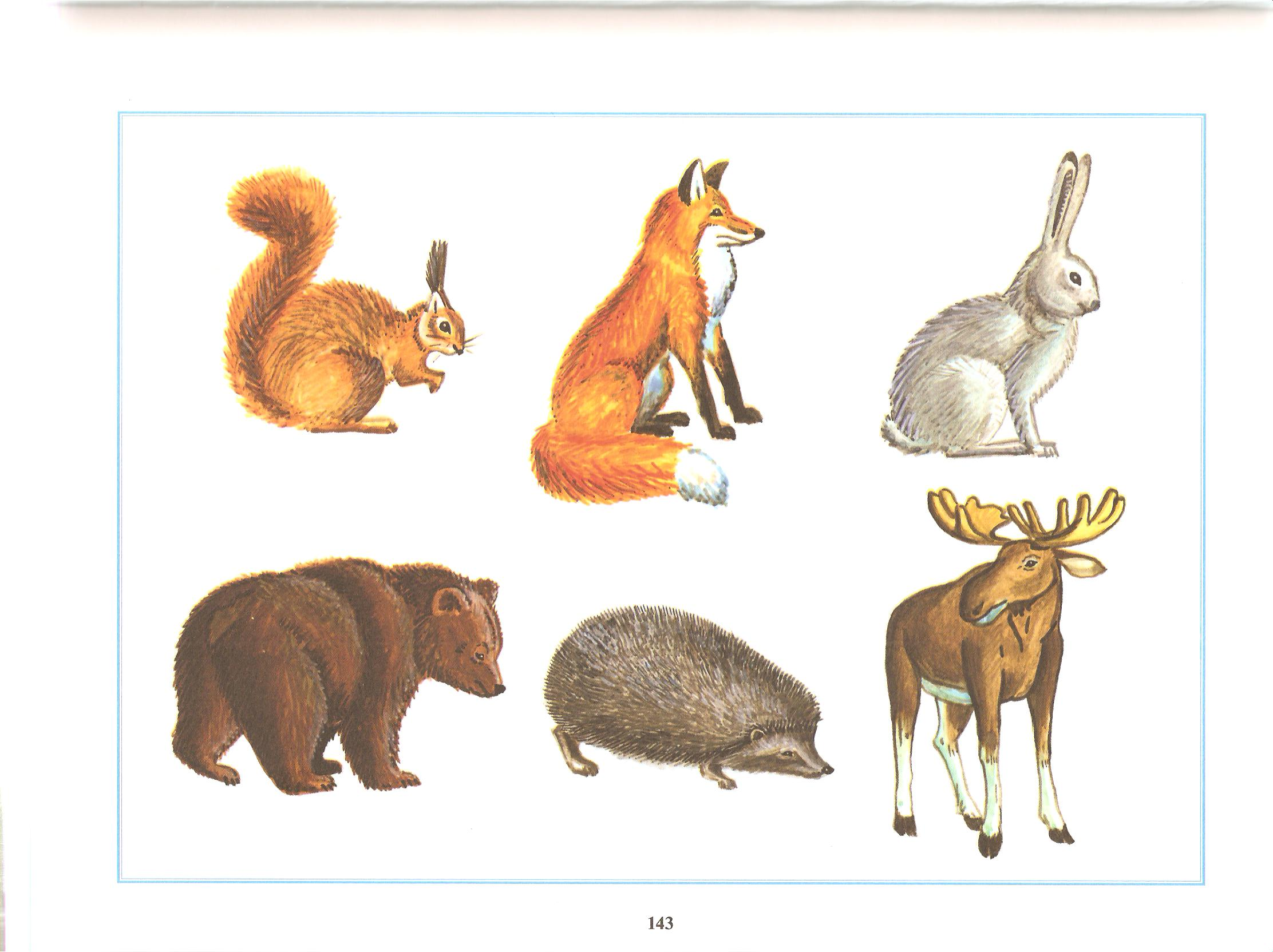 Назови животное на б. Иншакова о б. Изображения диких животных для детей. Животные наших лесов. Лесные животные для детей.