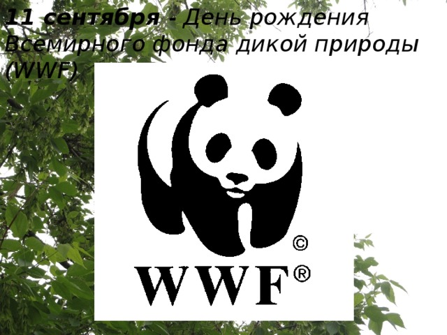 Wwf всемирный фонд дикой природы презентация