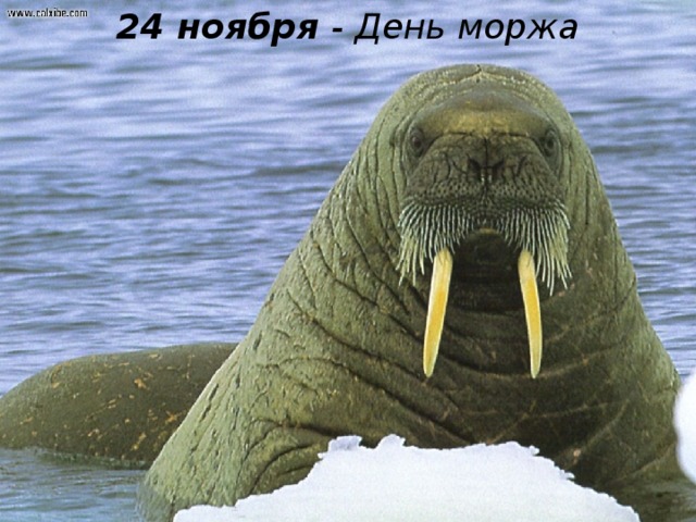 24 ноября - День моржа