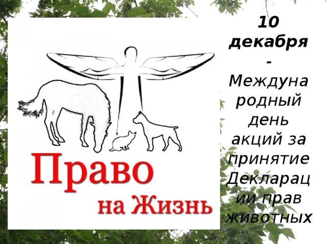 10 декабря - Международный день акций за принятие Декларации прав животных