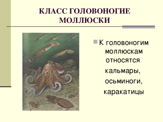 КЛАСС ГОЛОВОНОГИЕ  МОЛЛЮСКИ К головоногим моллюскам относятся  кальмары,  осьминоги,  каракатицы