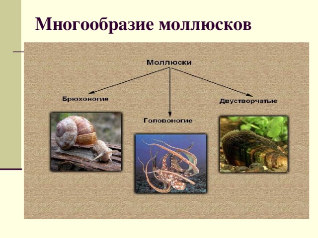 Многообразие моллюсков