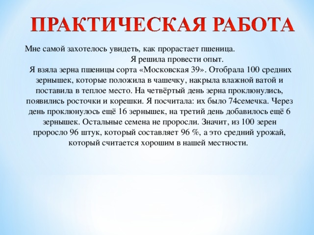 Мне самой захотелось увидеть, как прорастает пшеница. Я решила провести опыт.  Я взяла зерна пшеницы сорта «Московская 39». Отобрала 100 средних зернышек, которые положила в чашечку, накрыла влажной ватой и поставила в теплое место. На четвёртый день зерна проклюнулись, появились росточки и корешки. Я посчитала: их было 74семечка. Через день проклюнулось ещё 16 зернышек, на третий день добавилось ещё 6 зернышек. Остальные семена не проросли. Значит, из 100 зерен проросло 96 штук, который составляет 96 %, а это средний урожай, который считается хорошим в нашей местности.