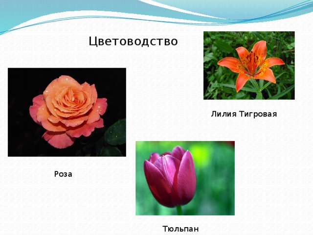 Цветоводство Лилия Тигровая Роза Тюльпан