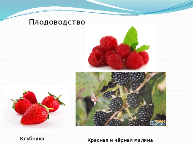 Плодоводство Клубника Красная и чёрная малина