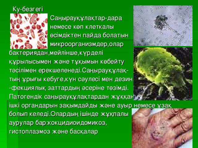Ку-безгегі  Саңырауқұлақтар-дара  немесе көп клеткалы  өсімдіктен пайда болатын  микроорганизмдер,олар бактериядан,мейлінше,күрделі құрылысымен және тұқымын көбейту тәсілімен ерекшеленеді.Саңырауқұлақ- тың ұрығы кебуге,күн сәулесі мен дезин -фекциялық заттардың әсеріне төзімді. Патогендік саңырауқұлақтардан жұққан аурулар адамның ішкі органдарын зақымдайды және ауыр немесе ұзақ болып келеді.Олардың ішінде жұқпалы аурулар бар:кокцидиоидомикоз, гистоплазмоз және басқалар