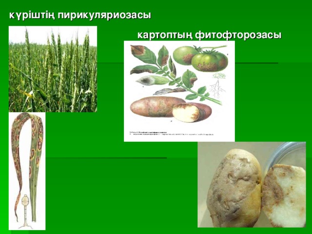 күріштің пирикуляриозасы  картоптың фитофторозасы