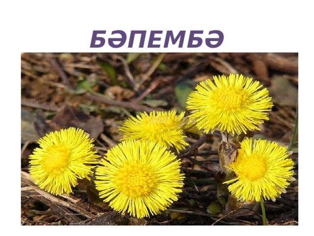 БӘПЕМБӘ