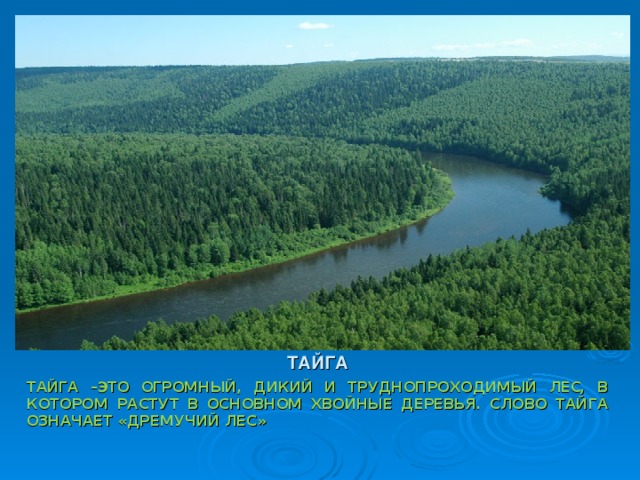 Тайга текст. Что означает Тайга. Слово Тайга. Значение тайги. Что означает слово Тайга.