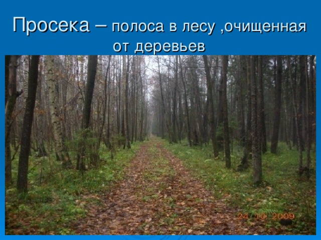 Просека это. Просека это полоса?. Просека дорога. Что такое просека кратко. Просека это 3 класс.