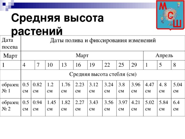 Средняя высота  растений Дата посева Даты полива и фиксирования изменений Март Март 1 4 Средняя высота стебля (см) образец № 1 образец № 2 0.5 см 7 0.5 см 10 0.82 см 0.94 см 13 16 1.2 см 1.45 см 19 1.76 см 1.82 см 22 2.23 см 3.12 см 25 2.27 см Апрель 3.43 см 3.24 см 29 3.56 см 3.8 см 1 3.97 см 3.96 см 5 4.47 см 8 4.21 см 5.02 см 4. 8 см 5.04 см 5.84 см 6.4 см