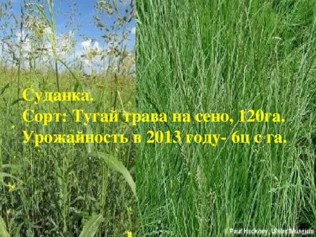 Суданка. Сорт: Тугай трава на сено, 120га. Урожайность в 2013 году- 6ц с га.