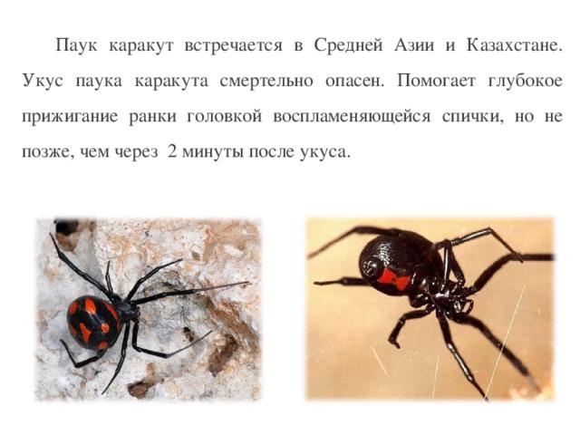 Паук каpакут встpечается в Сpедней Азии и Казахстане. Укус паука каpакута смертельно опасен. Помогает глубокое прижигание ранки головкой воспламеняющейся спички, но не позже, чем через 2 минуты после укуса.