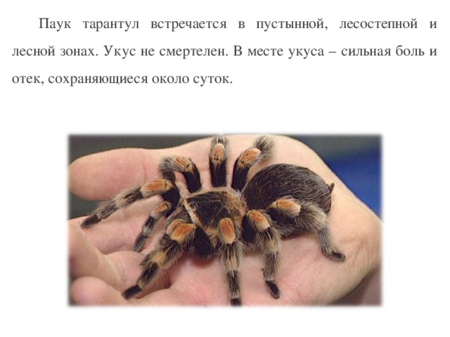 Паук тарантул встречается в пустынной, лесостепной и лесной зонах. Укус не смертелен. В месте укуса – сильная боль и отек, сохраняющиеся около суток.