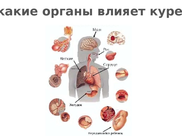 На какие органы влияет курение