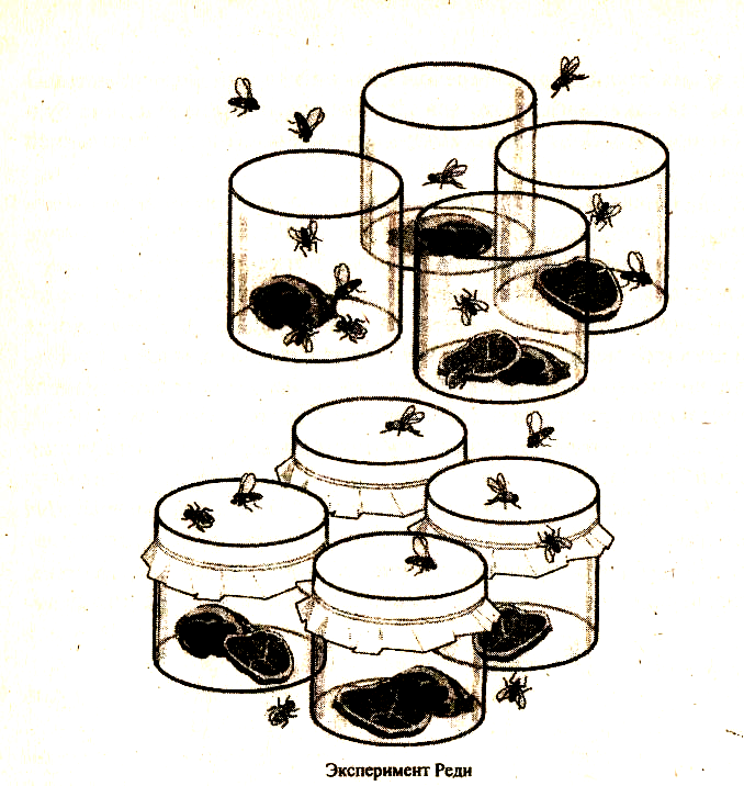 Опыт реди доказал. Франческо реди опыт с мясом и мухами. Франческо реди опыт с мухами. Эксперимент Франческо реди. Эксперимент Франческо реди с мясом.