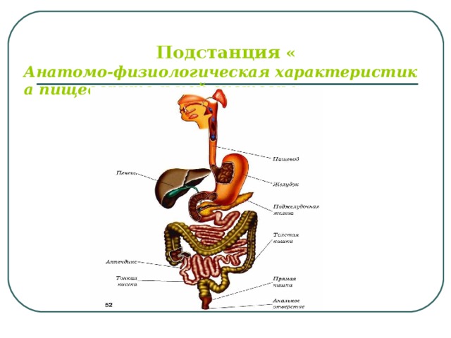 Подстанция  « Анатомо-физиологическая характеристика пищеварительной системы»