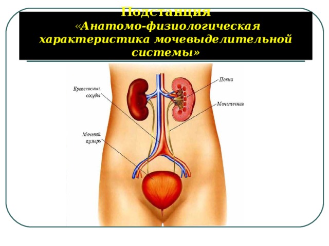Подстанция   « Анатомо-физиологическая характеристика мочевыделительной системы»