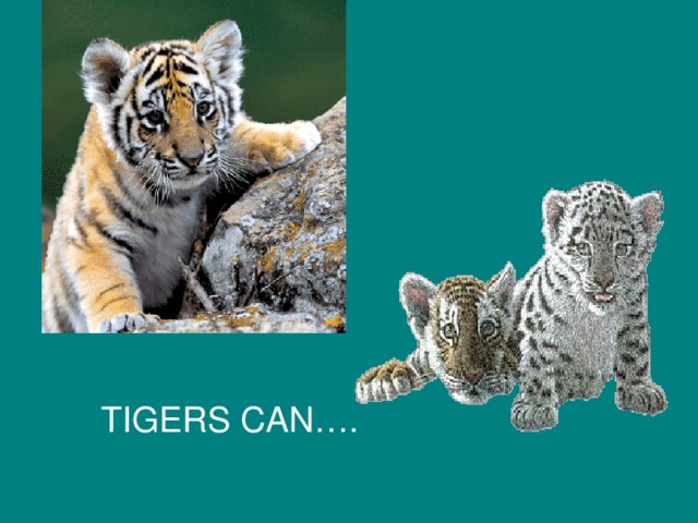 TIGERS CAN….