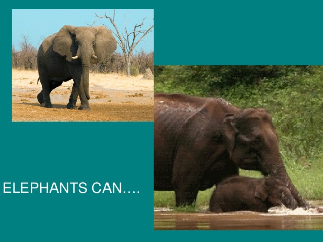 ELEPHANTS CAN….