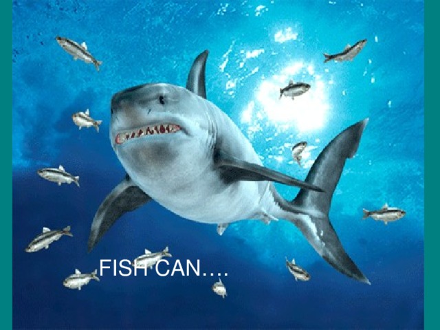 FISH CAN….