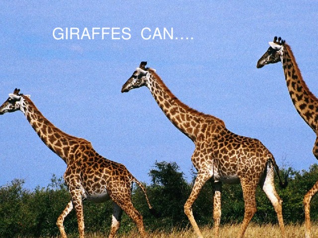 GIRAFFES CAN….