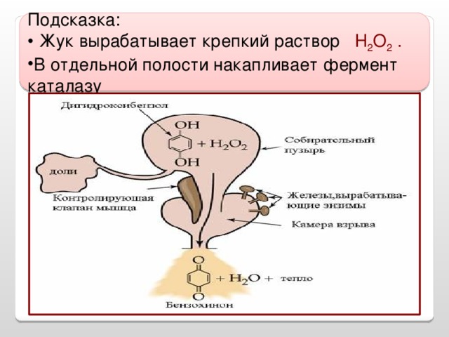 Подсказка: