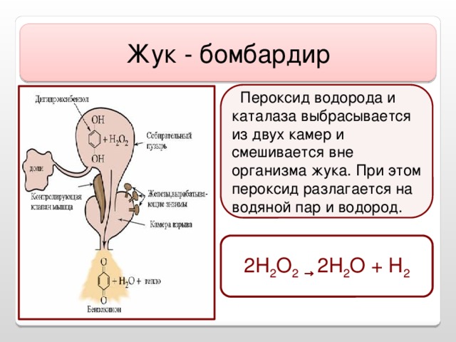 Жук - бомбардир  Пероксид водорода и каталаза выбрасывается из двух камер и смешивается вне организма жука. При этом пероксид разлагается на водяной пар и водород. 2H 2 O 2  → 2H 2 O + H 2