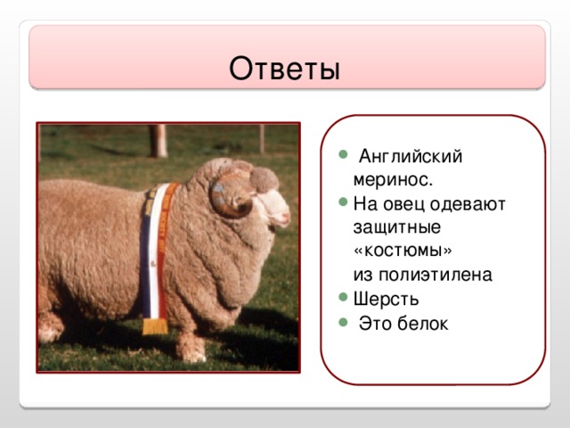 Ответы  Английский меринос. На овец одевают защитные «костюмы»  из полиэтилена