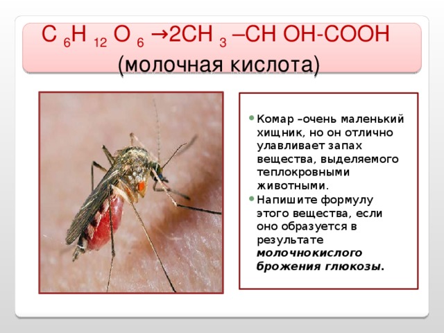 С 6 Н 12 О 6 →2СН 3 –СН ОН-СООН  (молочная кислота)