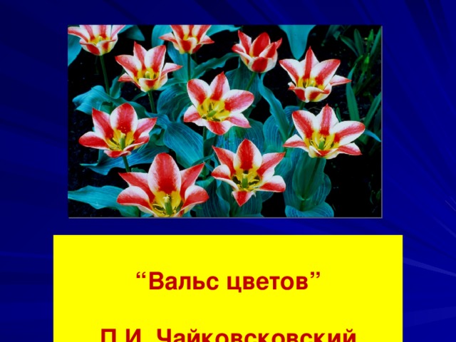 “ Вальс цветов” П.И. Чайковсковский