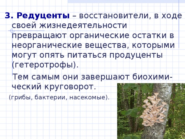 3. Редуценты – восстановители, в ходе своей жизнедеятельности превращают органические остатки в неорганические вещества, которыми могут опять питаться продуценты (гетеротрофы).  Тем самым они завершают биохими - ческий круговорот.  ( грибы, бактерии, насекомые ).