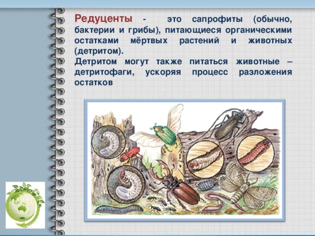 Редуценты - это сапрофиты (обычно, бактерии и грибы), питающиеся органическими остатками мёртвых растений и животных (детритом). Детритом могут также питаться животные – детритофаги, ускоряя процесс разложения остатков