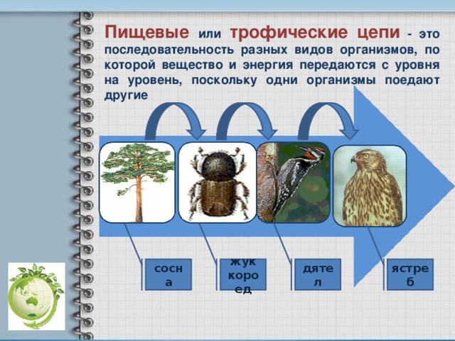 Пищевые  или  трофические цепи  - это последовательность разных видов организмов, по которой вещество и энергия передаются с уровня на уровень, поскольку одни организмы поедают другие сосна жук короед дятел ястреб