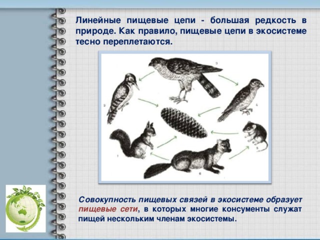 Линейные пищевые цепи - большая редкость в природе. Как правило, пищевые цепи в экосистеме тесно переплетаются. Совокупность пищевых связей в экосистеме образует пищевые сети , в которых многие консументы служат пищей нескольким членам экосистемы.