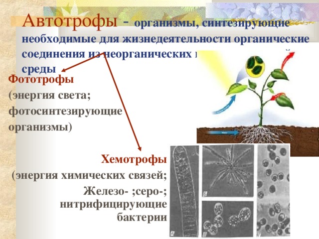 Автотрофы - организмы, синтезирующие необходимые для жизнедеятельности органические соединения из неорганических веществ внешней среды   Фототрофы (энергия света; фотосинтезирующие организмы)  Хемотрофы (энергия химических связей; Железо- ;серо-; нитрифицирующие бактерии