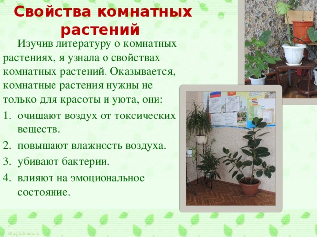 Мои комнатные растения презентация