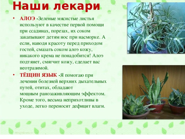 Алоэ сообщение. Комнатные растения лекари. Алоэ растение комнатное лечебное. Сообщение о домашнем цветке алоэ. Алоэ растение доклад.