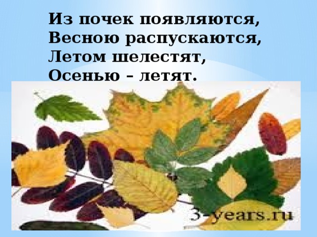 Из почек появляются,  Весною распускаются,  Летом шелестят,  Осенью – летят.