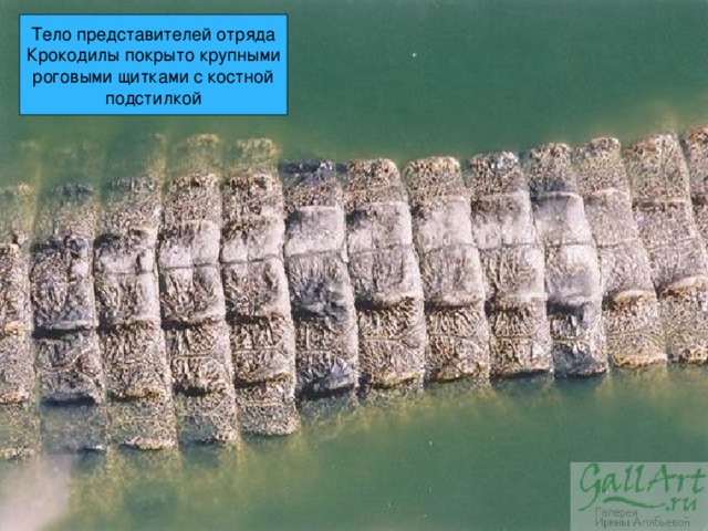 Тело представителей отряда  Крокодилы покрыто крупными роговыми щитками с костной подстилкой