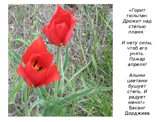 «Горит тюльпан. Дрожит над степью пламя.   И нету силы, чтоб его унять. Пожар апреля!   Алыми цветами бушует степь. И радует меня!»  Басанг Дорджиев