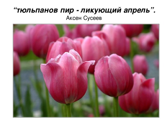 “ тюльпанов пир - ликующий апрель”.  Аксен Сусеев