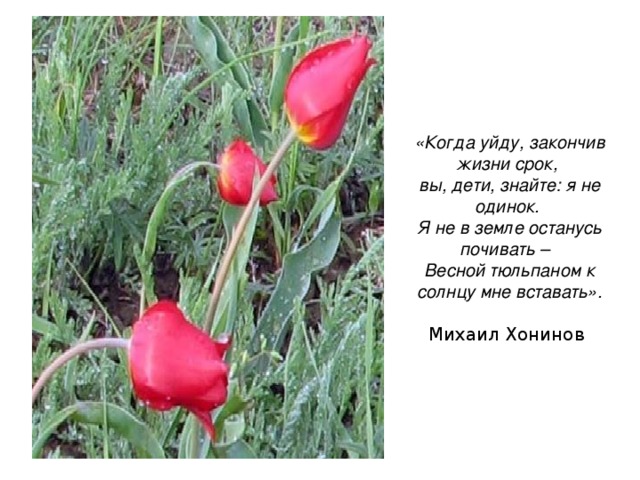 «Когда уйду, закончив жизни срок,  вы, дети, знайте: я не одинок.  Я не в земле останусь почивать –  Весной тюльпаном к солнцу мне вставать».   Михаил Хонинов