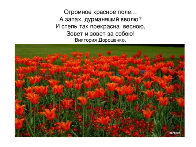 Огромное красное поле…  А запах, дурманящий вволю?  И степь так прекрасна  весною,  Зовет и зовет за собою!  Виктория Дорошенко.