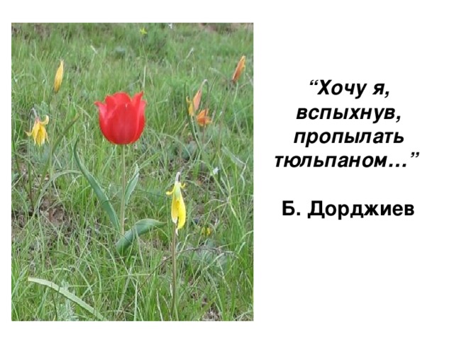 “ Хочу я, вспыхнув, пропылать тюльпаном…”     Б. Дорджиев