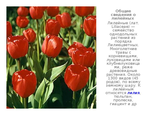 Общие сведения о лилейных  Лилейные (лат. Liliaceae) — семейство однодольных растений из порядка Лилиецветных. Многолетние травы с корневищами, луковицами или клубнелуковицами, реже древовидные растения. Около 1300 видов (45 родов), по всему земному шару. К лилейным относятся лилия , тюльпан, пролеска, гиацинт и др