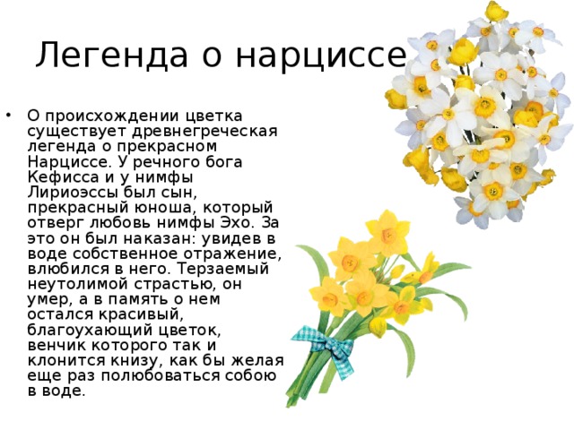 Нарциссы текст. Нарцисс Легенда о цветке. Нарцисс Легенда о цветке для 2 класса. Рассказ о цветке Нарциссе. Нарцисс древняя Греция.