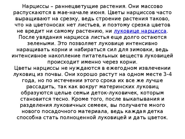 Нарциссы – раннецветущие растения. Они массово распускаются в мае-начале июня. Цветы нарциссов часто выращивают на срезку, ведь строение растения таково, что на цветоносах нет листьев, и поэтому срезка цветов не вредит ни самому растению, ни  луковице нарцисса .  После увядания нарцисса листья еще долго остаются зелеными. Это позволяет луковице интенсивно наращивать корни и набираться сил для зимовки, ведь интенсивное накопление питательных веществ луковицей происходит именно через корни.  Цветы нарциссы не нуждаются в ежегодном извлечении луковиц из почвы. Они хорошо растут на одном месте 3-4 года, но по истечении этого срока их все же лучше рассадить, так как вокруг материнских луковиц образуются целые семьи деток-луковичек, которым становится тесно. Кроме того, после выкапывания и разделения луковичных семеек, вы получаете много нового посадочного материала, ведь каждая детка способна стать полноценной луковицей и дать цветок.