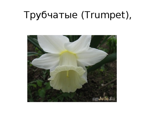 Трубчатые (Trumpet),